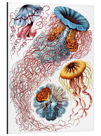Print på aluminium  Discomedusae (Kunstformen der Natur: grafik 8) - Ernst Haeckel