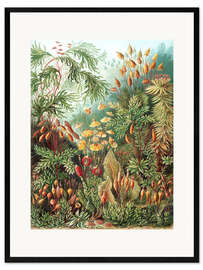 Kunsttryk i ramme  Bladmoser (Kunstformen der Natur: Muscinae, grafik 72) - Ernst Haeckel