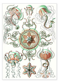 Plakat  Trachomedusae (Kunstformen der Natur: grafik 26) - Ernst Haeckel