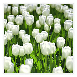 Plakat Meadow of tulips