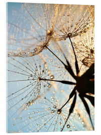 Akrylbillede  Look at dandelion from below - Julia Delgado