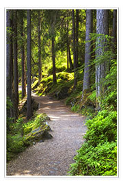 Plakat Forest path