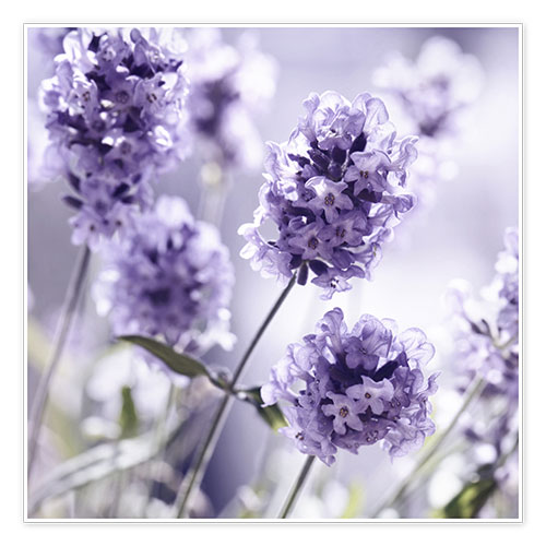 Plakat Lavender scent III