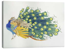 Lærredsbillede  Peacock - Haruyo Morita