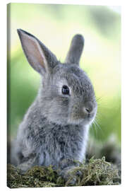 Lærredsbillede  Grå kanin - Greg Cuddiford