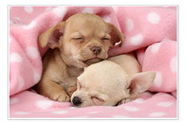 Plakat Sleeping Chihuahuas
