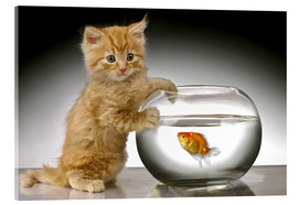 Akrylbillede  Ginger cat and fishbowl - Greg Cuddiford