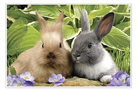 Plakat Brown and grey rabbit
