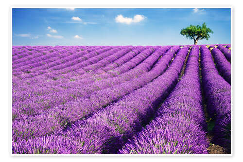 Plakat Lavender field and tree