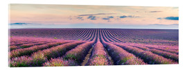 Akrylbillede  Lavender field in Provence - Matteo Colombo