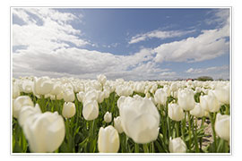 Plakat White tulip fields