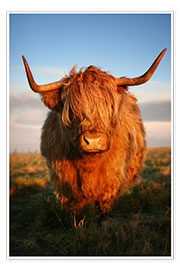 Plakat  Highland Cattle - Martina Cross
