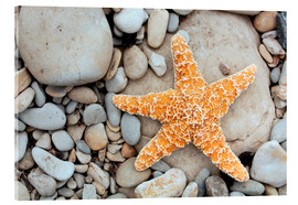 Akrylbillede  Starfish on a beach - Tony Craddock