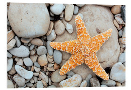 Print på skumplade  Starfish on a beach - Tony Craddock