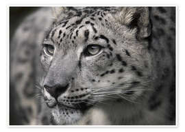 Plakat  Snow leopard - Linda Wright