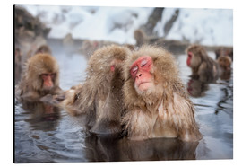 Print på aluminium  Japanese Snow Monkeys in Nagano - Jan Christopher Becke