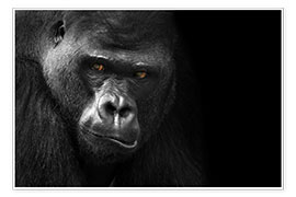 Plakat  Gorilla face - WildlifePhotography
