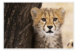 Plakat  Cheetah (Acinonyx jubatus) cub, Masai Mara, Kenya, East Africa, Africa - Sergio Pitamitz