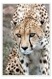 Plakat  Cheetah on foray, South Africa - Fiona Ayerst