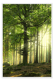 Plakat Lys i skoven