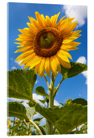 Akrylbillede  sunflower - Gerhard Wild