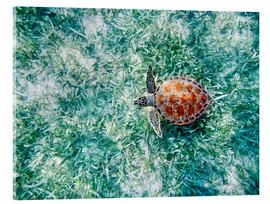 Akrylbillede  Green sea turtle - M. Swiet
