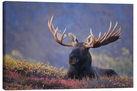 Lærredsbillede  Bull Moose in Alaska - Milo Burcham