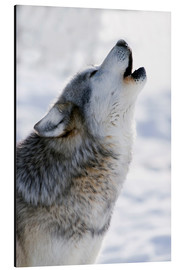Print på aluminium  Howling Wolf Grey - Mark Newman