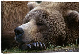 Lærredsbillede  Sleeping brown bear - Gary Schultz