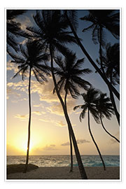 Plakat Palm trees at dawn