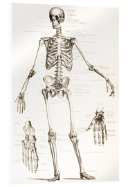 Akrylbillede  The Human Skeleton - Wunderkammer Collection