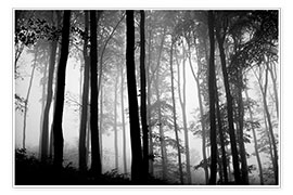Plakat  Foggy Woods - The Irish Image Collection