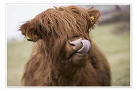 Plakat  Highland Cattle Licking It's Lips - John Short