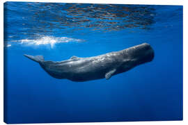 Lærredsbillede  Sperm whale - Barathieu Gabriel