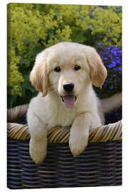 Lærredsbillede  Cute Golden Retriever Puppy - Katho Menden