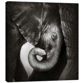 Lærredsbillede  Baby elefant læner sig mod moderen - Johan Swanepoel