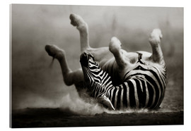 Akrylbillede  Zebra rolling upside down on dusty desert sand - Johan Swanepoel