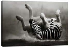 Lærredsbillede  Zebra rolling upside down on dusty desert sand - Johan Swanepoel