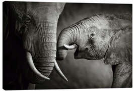 Lærredsbillede  Babyelefant interagerer med mor - Johan Swanepoel