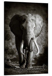 Print på aluminium  Elefant med store stødtænder - Johan Swanepoel