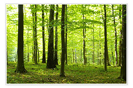 Plakat Sollys i den grønne skov