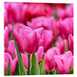 Akrylbillede  Tulips in pink - Filtergrafia