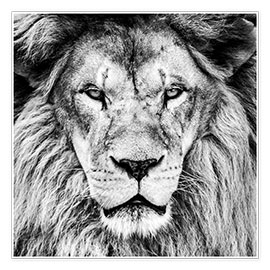 Plakat  Kong løve (sort-hvid)