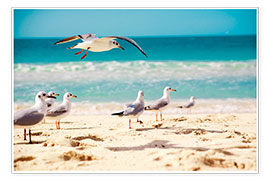Plakat seagulls beach