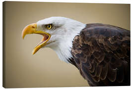 Lærredsbillede  Bald Eagle