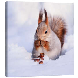 Lærredsbillede  Egern i sneen