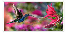 Plakat  Kolibri (Archilochos Colubris) med liljer