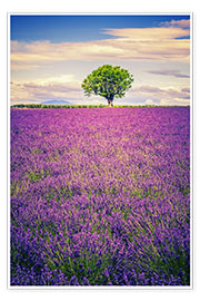 Plakat Lavender field with tree in Provence, France