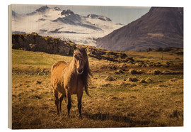 Print på træ  Iceland horse - Justin Schümann