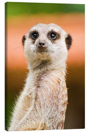 Lærredsbillede  Attentive meerkat - Edith Albuschat